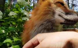 Vulpea Alisa taina comunicării cu o vulpe îmblînzită Video