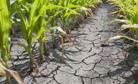 Власти будут поддерживать фермеров пострадавших от засухи