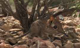 В Африке нашли крошечного сомалийского прыгунчика