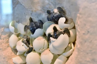 Sute de ţestoase, salvate din mîinile „Bandei Ţestoaselor Ninja